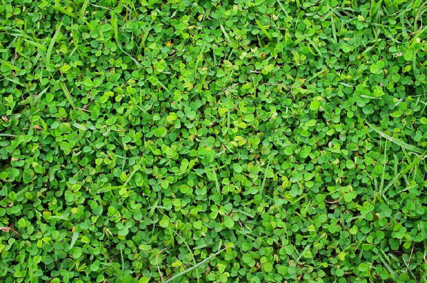 close up of green mini-clovers